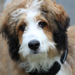 Meet your Posher, Bromley